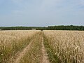 Дорога через пшеничное поле за Рюмниковым - panoramio.jpg