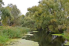 Річка Остер у місті Остер