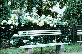 Скамейка на лужайке у сада им. П. И. Травникова при жизни создателя сада