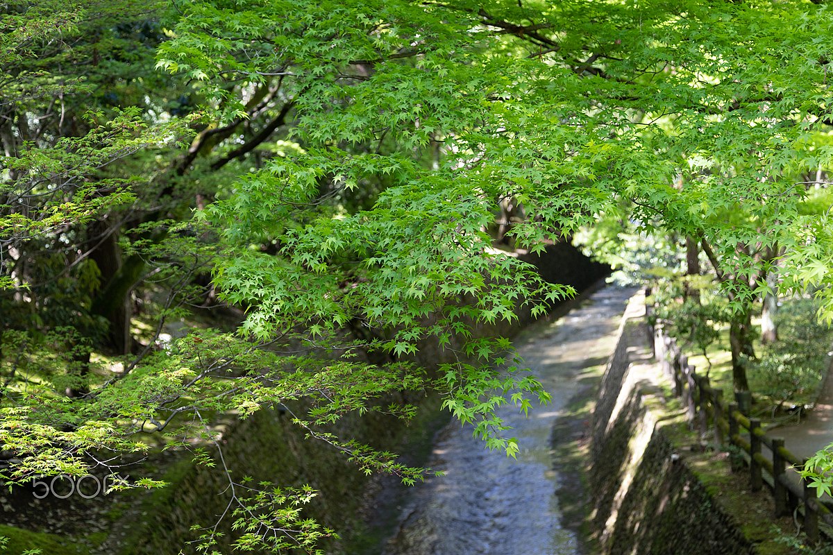 File 北野天満宮の青もみじ Jpeg Wikimedia Commons