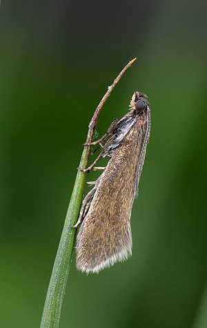 19.003 BF396 Glyphipterix fuscoviridella (27264754785).jpg