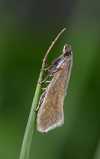 <i>Glyphipterix fuscoviridella</i> Species of moth
