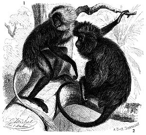 right a black colobus monkey, left a white-bearded colobus monkey, drawing from Brehms Tierleben (1900)