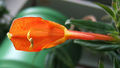 Columnea crassifolia