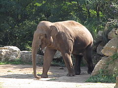 Éléphant d'Asie