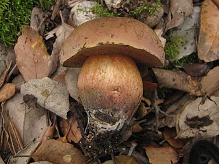 <i>Suillellus comptus</i> Species of fungus
