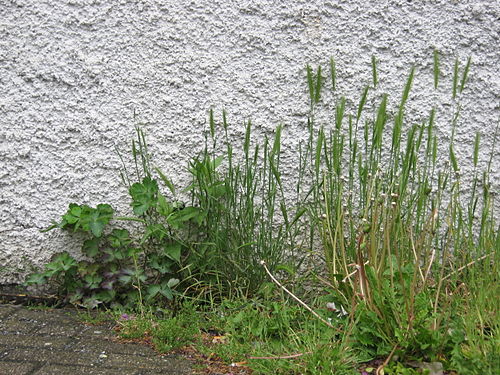 Rispengras, Maiblumen (Taraxacum off.), Akelei (Aquilegia vulgaris) und eine Nessel bilden eine Wohngemeinschaft in einer Mauerritze, Stadt Essen