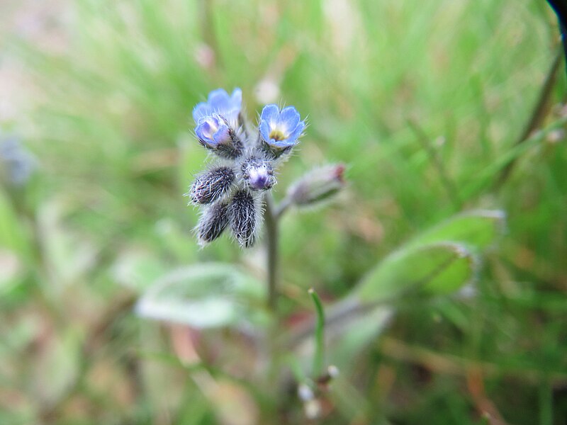 File:20160403Myosotis stricta6.jpg