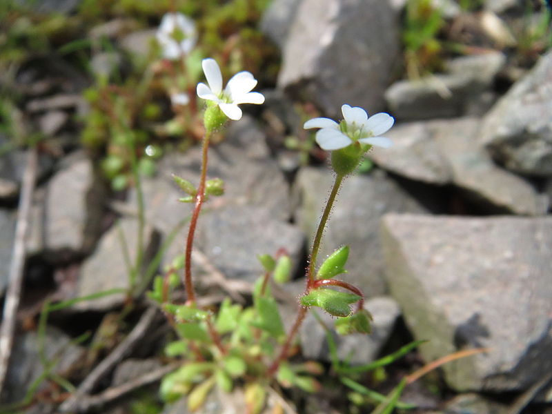 File:20160417Saxifraga tridactylites1.jpg