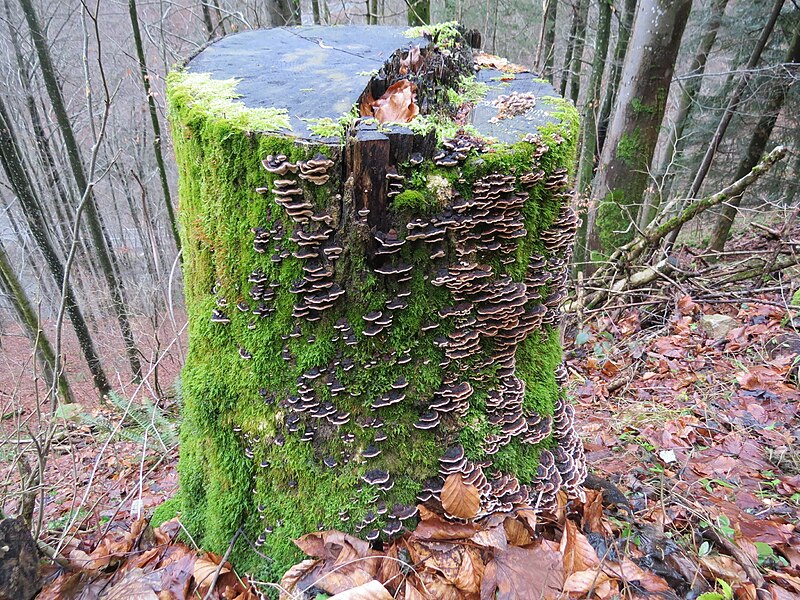 File:2017-12-28 (163) Trametes versicolor (turkey tail) and bryophytes between Weißenburggegend and Hofstadtgegend in Frankenfels.jpg