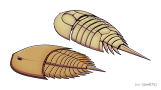 Pseudoniscidae Extinct family of chelicerates