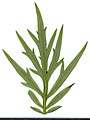 * Nomination Artemisia vulgaris. Leaf abaxial side. --Knopik-som 06:22, 30 August 2021 (UTC) * Promotion  Support Good quality. --Poco a poco 06:43, 30 August 2021 (UTC)