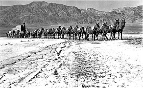 20 Mule Team in Death Valley.jpg