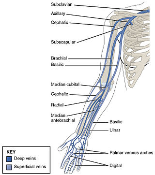 <span class="mw-page-title-main">Ulnar veins</span> Large blood vessels of the forearm