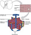 Anatomia microscopica del fegato