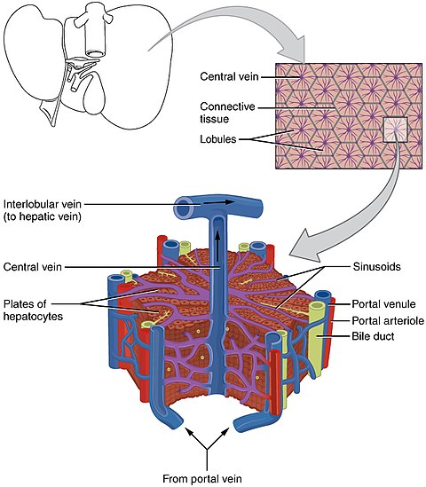 Microscopic anatomy of the liver