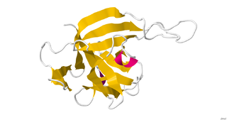 <span class="mw-page-title-main">Interleukin 33</span> IL-33 induces helper T cells, mast cells, eosinophils and basophils to produce type 2 cytokines.