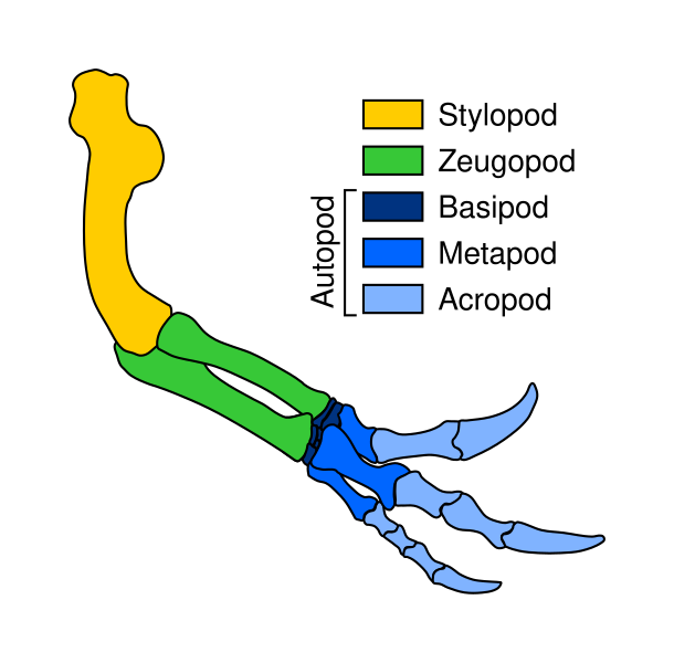 File:3-part arm.svg