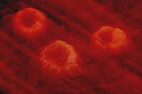 3D image of a native human blood smear 3D Image Human blood smear.jpg