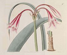 546 Crinum bulbispermum (as Amaryllis longifolia var. riparia).jpg