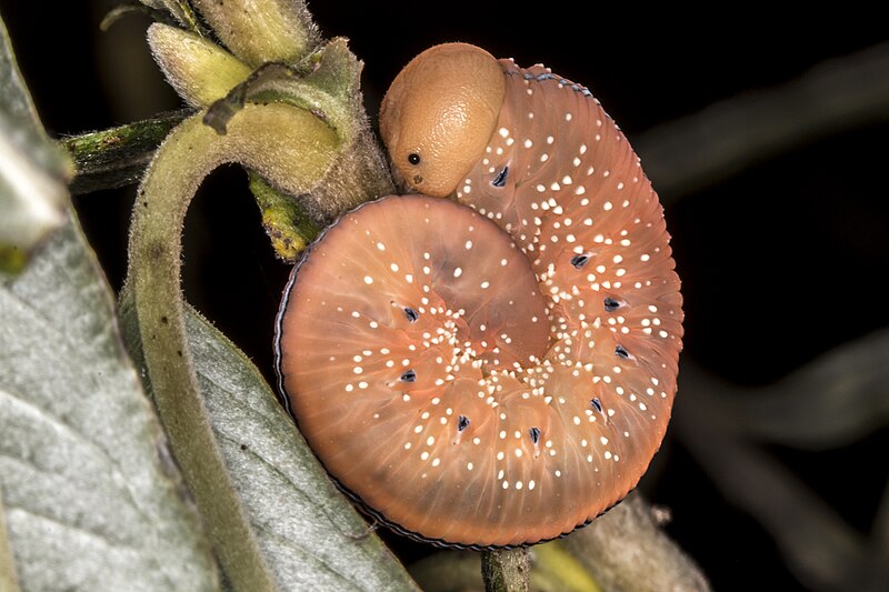 File:7 Sawfly larva. In different species of sawflies, larvae (pseudo caterpillars).jpg