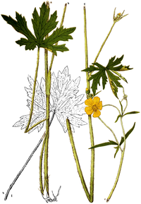 Ranunculus acris