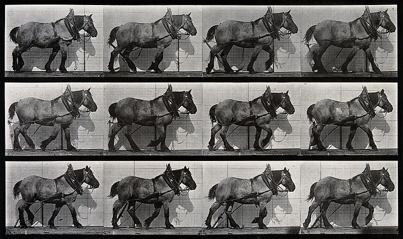 File:A cart-horse walking. Photogravure after Eadweard Muybridge, Wellcome V0048729.jpg