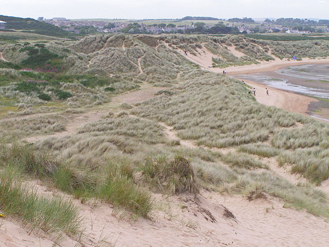 Sand-dunes on the coast near Newburgh