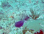 Acanthurus coeruleus - көк таң - шошқа шығанағы - Cuba.jpg