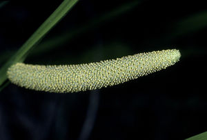 Acorus calamus.spadix.jpg