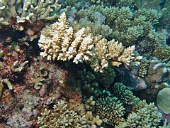 A. polystoma en isla Mer, Australia