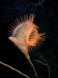 Venus flytrap sea anemone Species of sea anemone