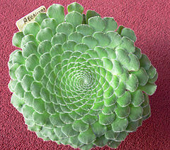 Aeonium tabuliforium 2.jpg