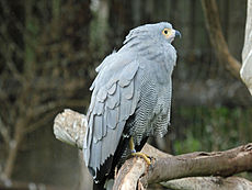 African Harrier Hawk RWD.jpg