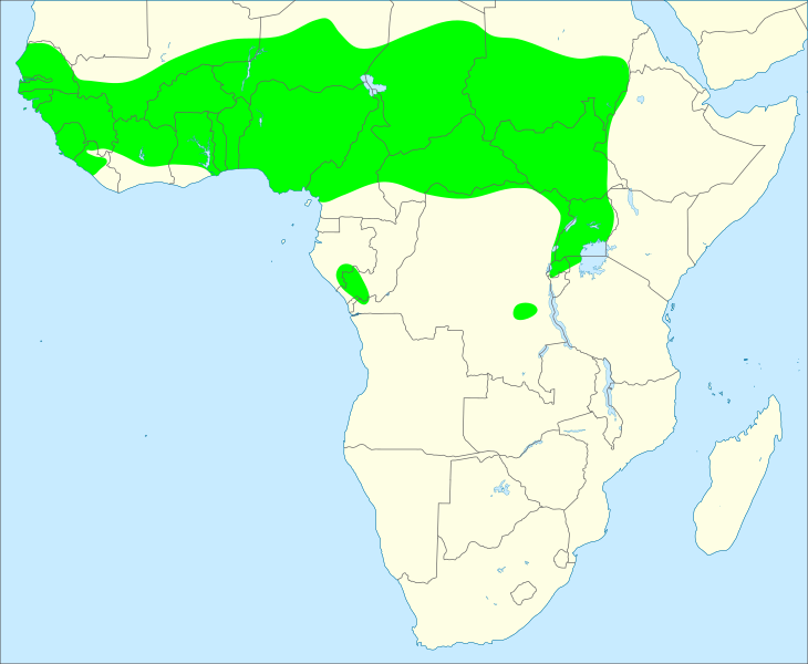 File:African grey woodpecker distribution map.svg