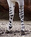 English: African wild ass (Equus africanus), close up of leg bars on forelegs.