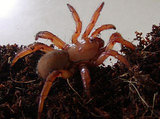 <i>Gorgyrella</i> Genus of spiders