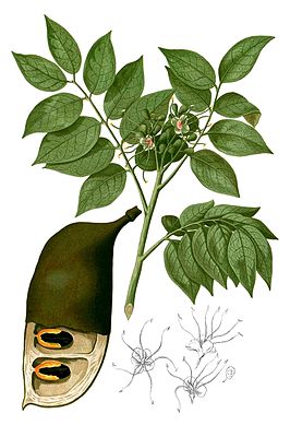 Afzelia rhomboidea, illustration