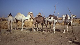 Dromadaires au marché d'Agadez.