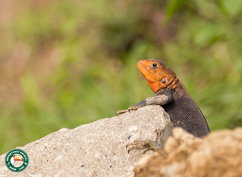 File:Agama lionotus 63835132.jpg