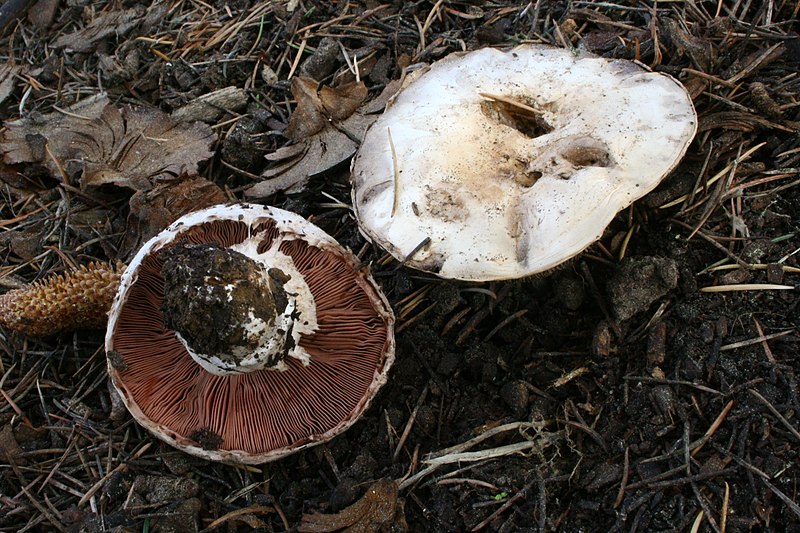 File:Agaricus bitorquis 1419454.jpg