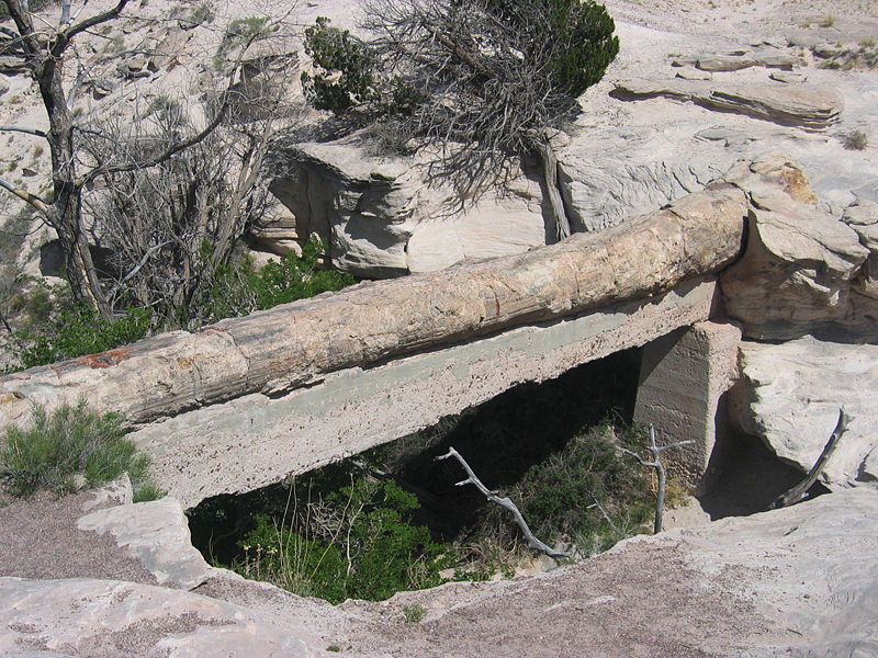 File:Agate Bridge in Petrified Forest NP.jpg