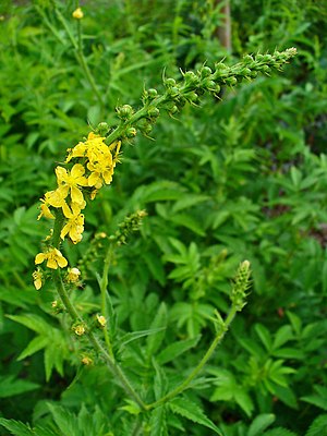 Large ormennig (Agrimonia procera)