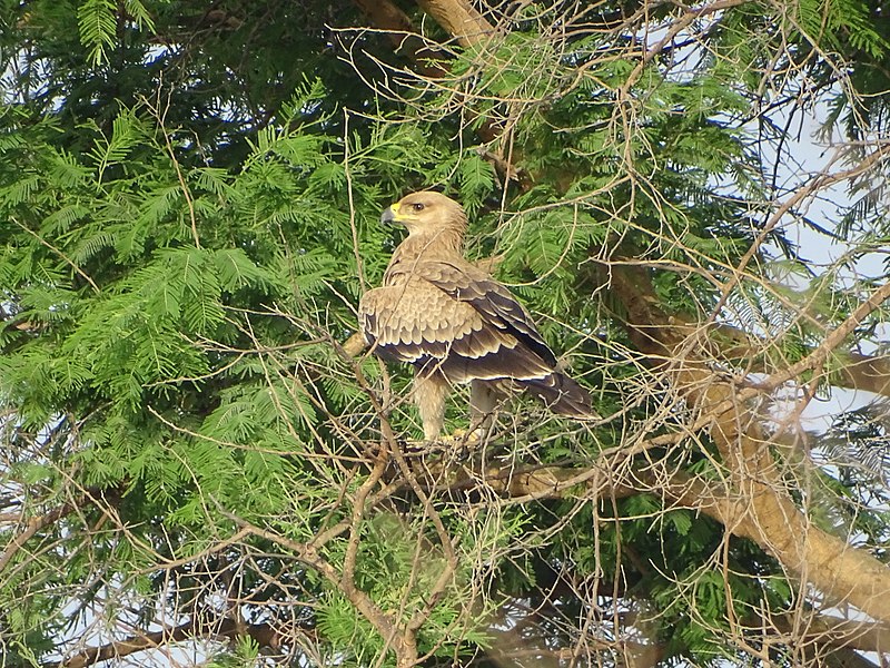 File:Aigle ravisseur.jpg