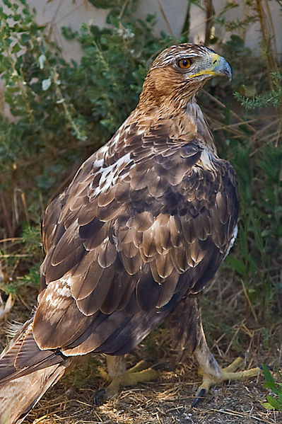 File:Aigle royal au Pont de Gau en Camargue.jpg