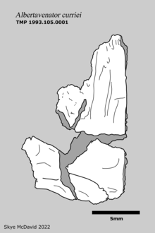 Illustration of the holotype frontal of Albertavenator curriei Albertavenator.png