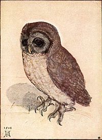 Le petit hibou, aquarelle sur papier par Albert Dürer (1508)