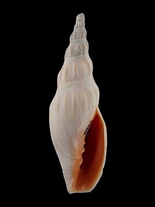 <i>Alcithoe flemingi</i> Species of gastropod