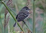 Thumbnail for File:Alder Flycatcher (20111392218).jpg