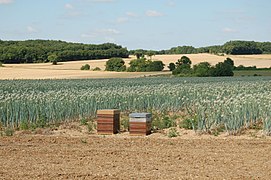 field of seed onion